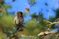 Glaucidium passerinum 