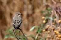 Muscicapa striata