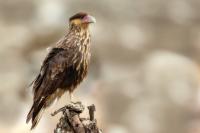 Caracara plancus