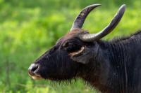 Wild water buffalo