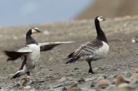 Branta leucopsis