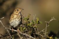 Turdus viscivorus