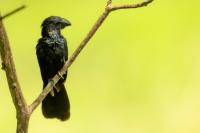 Crotophaga sulcirostris