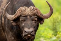 African buffalo