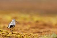 Calidris alpina