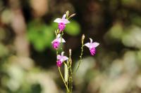 Sri Lanka - Flowers