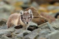 Arctic fox