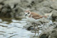 Charadrius mongolus