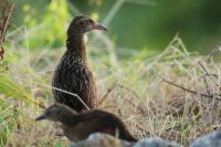 Gallirallus australis