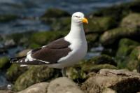 Larus dominicanus