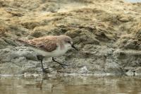 Calidris ruficollis