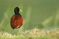 Jacana spinosa