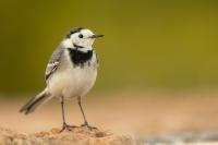 Motacilla alba