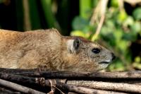 Bush hyrax