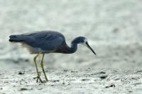 Egretta novaehollandiae