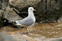 Larus canus