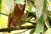 Sri Lanka FAUNA