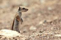 Barbary ground squirrel