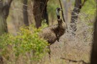 Australia - fauna