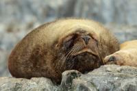 South American sea lion