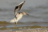 Calidris canutus