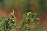 Merops apiaster