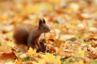 Red squirrel