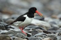 Haematopus ostralegus