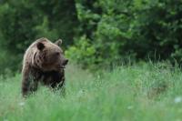 Brown bear