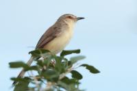 Prinia inornata