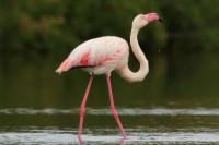 Phoenicopterus roseus