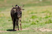 Blue wildebeest