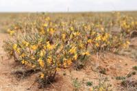 Mongolia flora