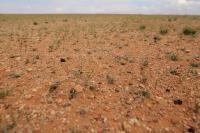 Gobi Desert