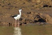 Himantopus mexicanus