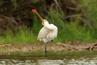 Platalea leucorodia