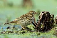 Anthus pratensis