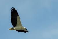 Haliaeetus leucogaster