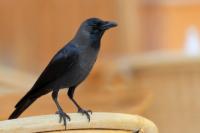 Corvus splendens