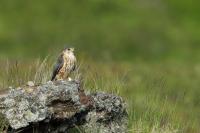 Falco columbarius