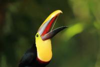 Ramphastos swainsonii