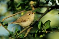 Phylloscopus trochiloides