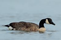 Branta canadensis