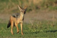 Black-backed jackal