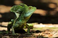 Costa Rica fauna