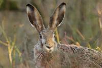 European hare