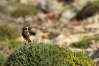 Malta fauna 