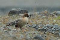 Anser brachyrhynchus