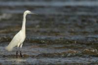 Egretta garzetta