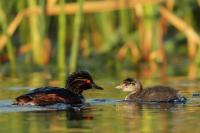 Podiceps nigricollis